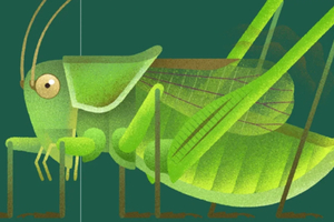 【昆虫课程】11.1周六全天 | 探索【鸣虫】的声音纹理 编织动人的秋日弦歌 带走蝈蝈成虫学习饲育