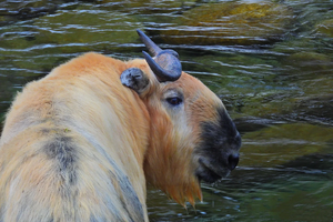 【元旦营】26.1.1-1.2 | 探秘全世界低海拔地区观兽圣地“唐家河” 走进现实版动物森友会