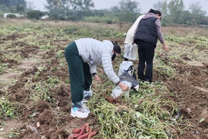 【主题聚会】11.5妈妈团 大田挖红薯 拔萝卜 吃农家饭