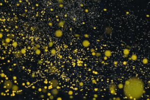 【昆虫课程】11.8周六/11.9周日下午 | 小小树萤火虫专场 探触童年夜晚提着灯笼的小精灵 找回记忆里的满天星辰