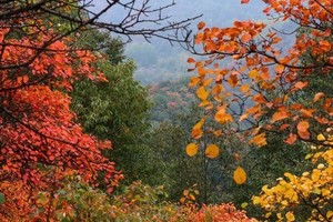 【山林徒步】11.8周六| 7公里环形穿越 去五道梁赏秦岭红叶 跟着博物老师一路寻秋虫 解锁秋叶的秘密