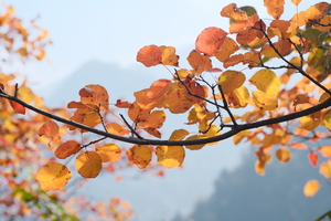 【独立营徒步】11.9周日| 登高天之峪西岭赏红叶 和植物老师一起解锁秋叶的秘密