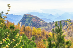 【植物课程】11.16周日 | 登高蓝关古道 收集辨认秋叶和秋果 色素提取实验 秋叶手工 做一日解码秋天色彩的魔法师