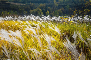 【植物课程】11.22周六 | 登高蓝关古道 收集辨认秋叶和秋果 色素提取实验 秋叶手工 做一日解码秋天色彩的魔法师