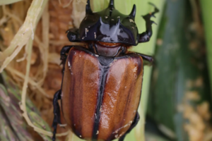 【独立营•昆虫课程】12.6周六 | 在秦岭山野独立前行 探究虫虫们的越冬方式