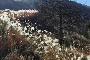 【成人徒步】7公里舒缓小环线 赏冬日芒草 观二龙古塔 看碧波水库 晒太阳搓麻食