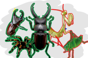 【昆虫课程】12.27周六/12.28周日下午 | 虫友年度集结 开朽木盲盒 带上昆虫宠物交流心得 领养一只大兜虫幼虫