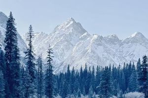 【寒假营】26.1.30-2.1 亲子+独立 | 在王朗魔法森林入住木屋 在野生大熊猫栖息地进行高山高原湿地生态研学 深