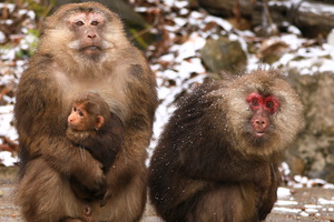 【寒假营】26.2.7-2.8 亲子+独立 | 探秘全世界低海拔地区的最佳观兽圣地“唐家河” 走进现实版动物森友会