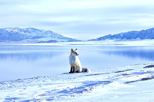 【天行•冬恋双湖】童话新疆—浪漫雪都-冬恋双湖8日|2025年小车团