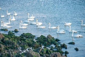 【天行•元旦•威海青岛】网红威海一半浪漫一半山海-与天鹅共舞の浪漫青岛-栈桥海鸥飞翔 