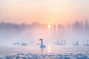【天行•元旦•朝阳天鹅湾】行摄朝阳天鹅雪舞飞扬の天鹅湖的夕阳和日出-畅游锦州奉国寺-辽西九华山 