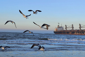 【天行•元旦•威海青州】网红威海の一半浪漫一半山海-与天鹅共舞-漫步青州古城 