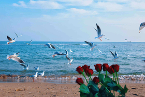 【天行•元旦•秦皇岛】海风拾光漫游记の阿那亚-仙螺岛海上缆车-西港花园-秦皇小巷-老虎石日落&鸽子窝日出