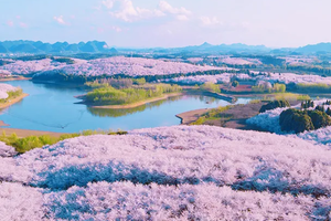 【天行•樱花物语】 贵州春日花季限定5天4晚