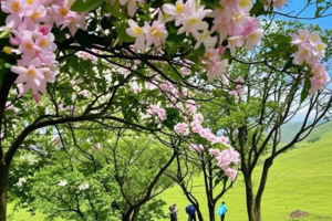 鸡笼顶住宿