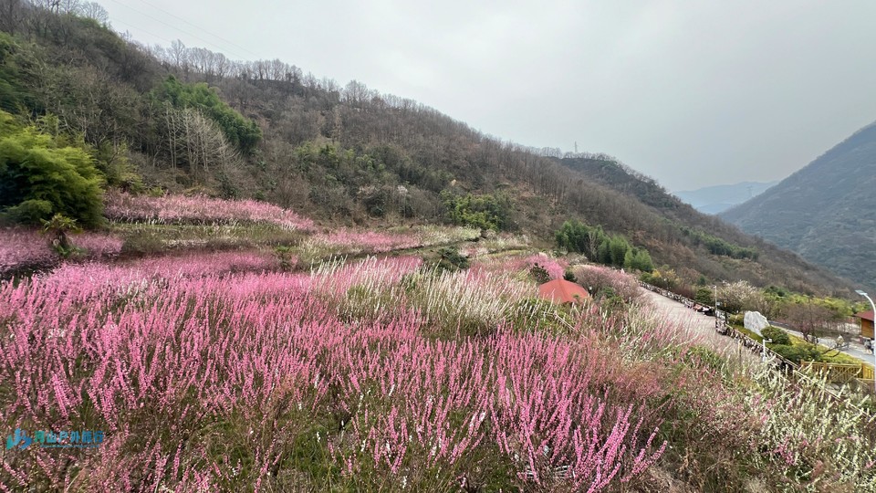 mmexport1710600535690