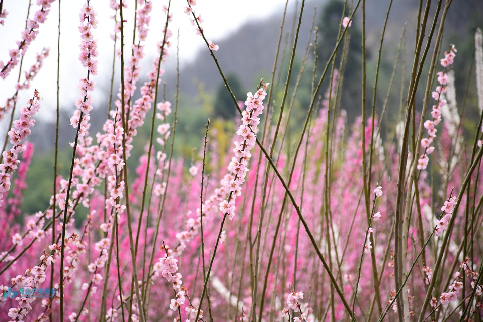 mmexport1710600642991