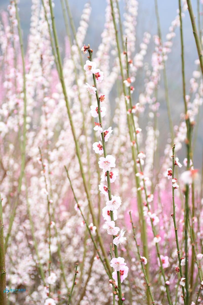 mmexport1710600675811