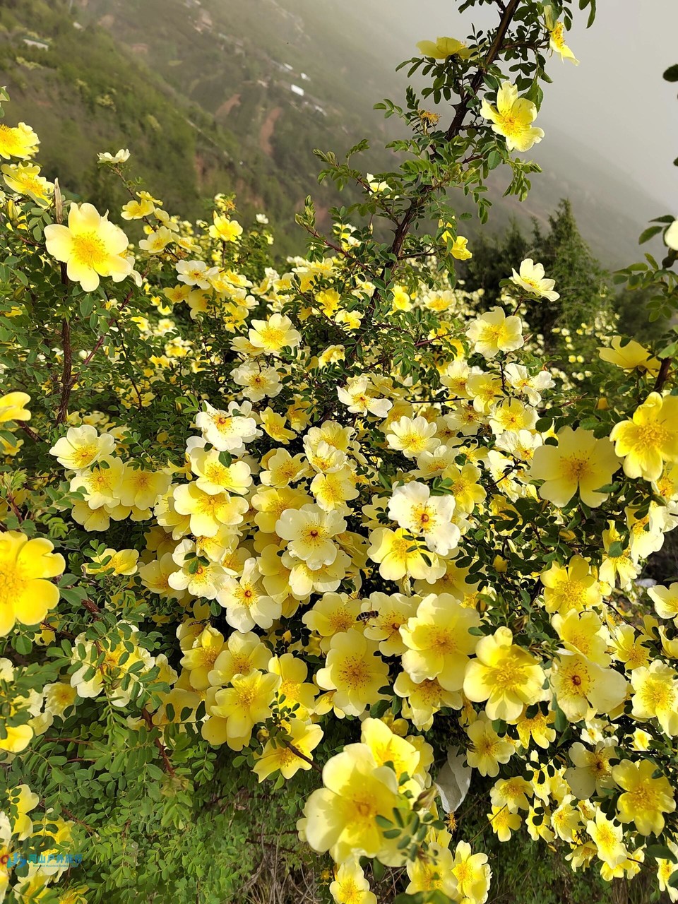 mmexport1712119215319