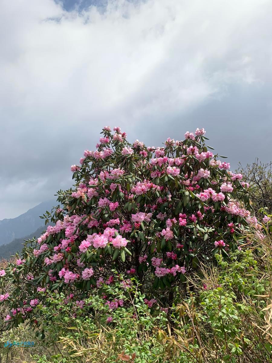 mmexport1714908867432