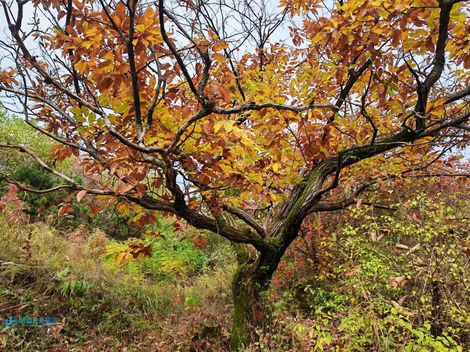 mmexport1730554370796