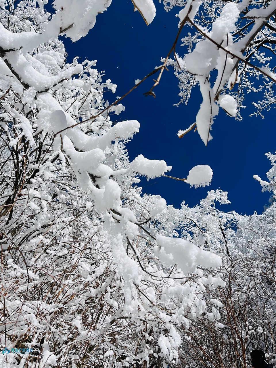 mmexport1709830293356