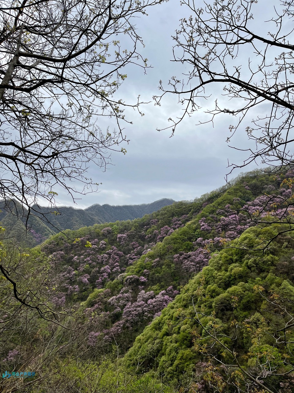 mmexport1713189649529