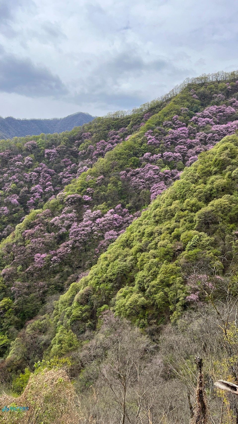 mmexport1713189719108