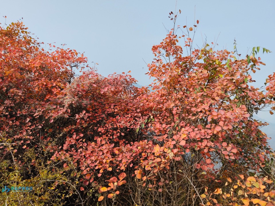 mmexport1731137431726