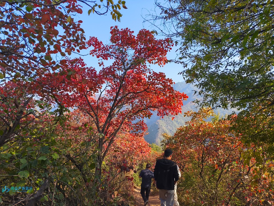 mmexport1730865130350