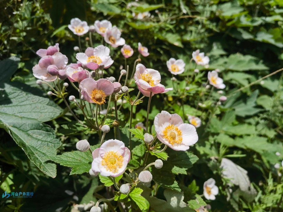 mmexport1722875733411