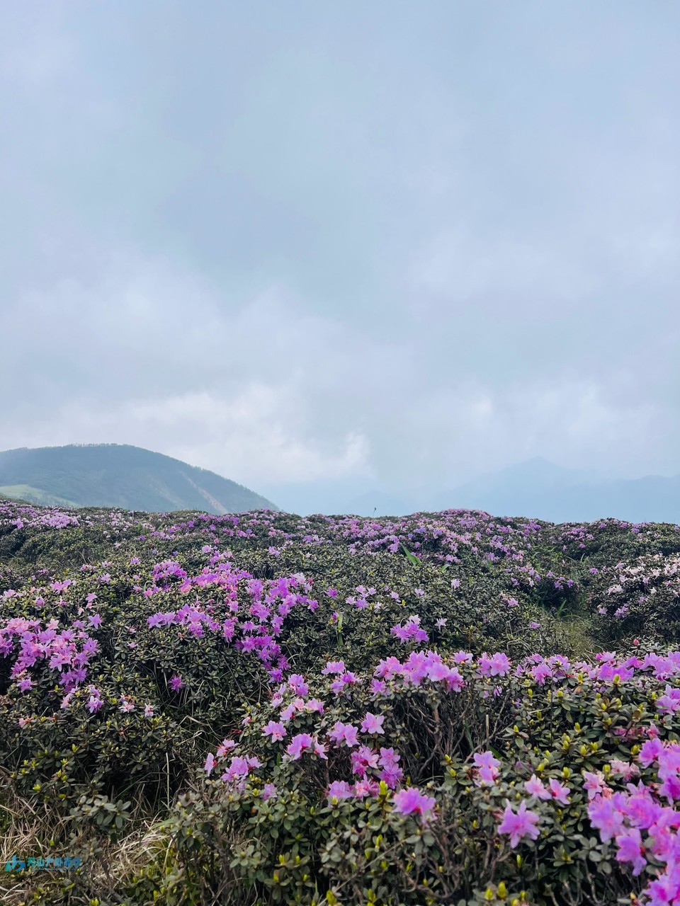 mmexport1717517689246