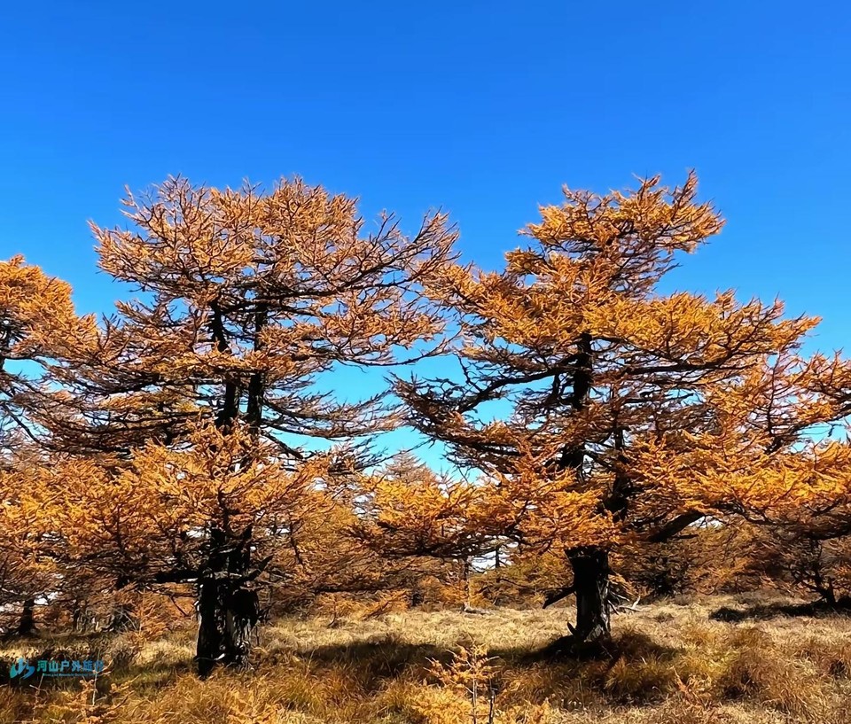 微信截图_20240903235802