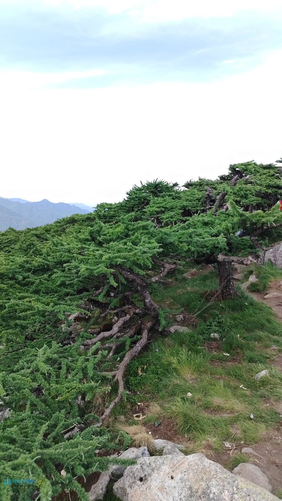 mmexport1718466406236