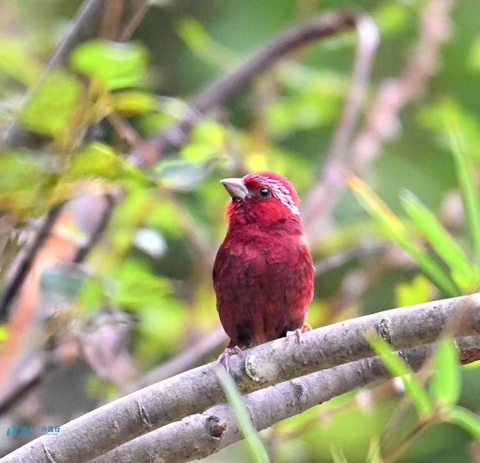 mmexport1723722471714