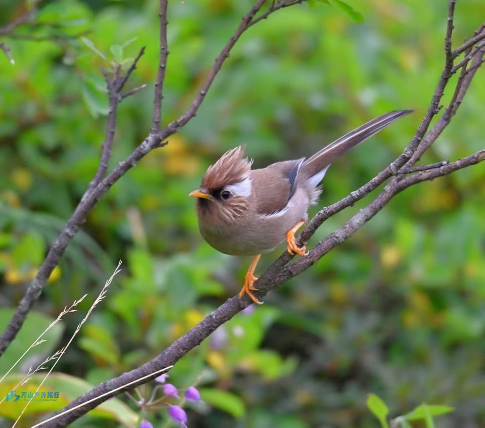 mmexport1723722479045