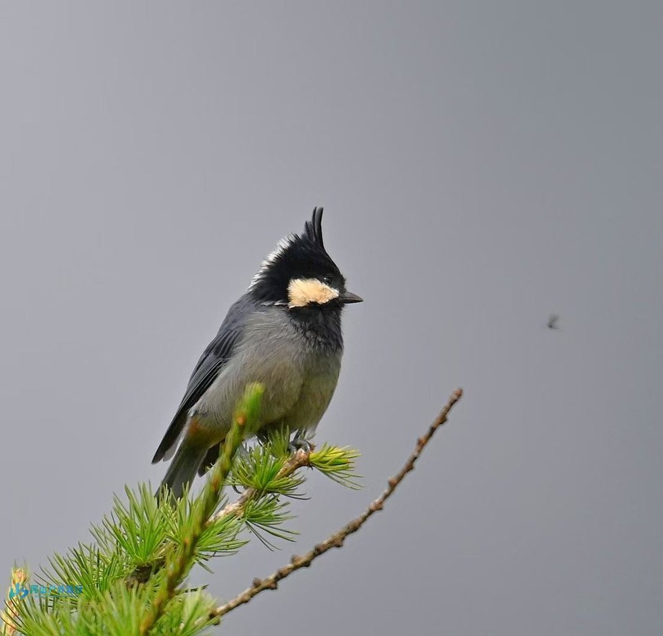 mmexport1723722486503