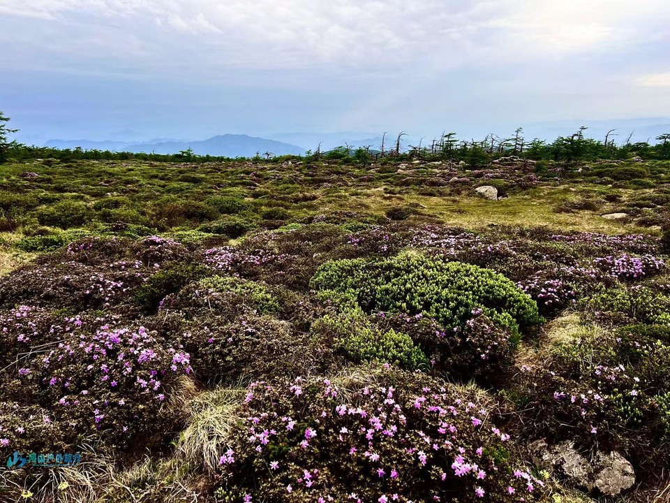 mmexport1718248072890