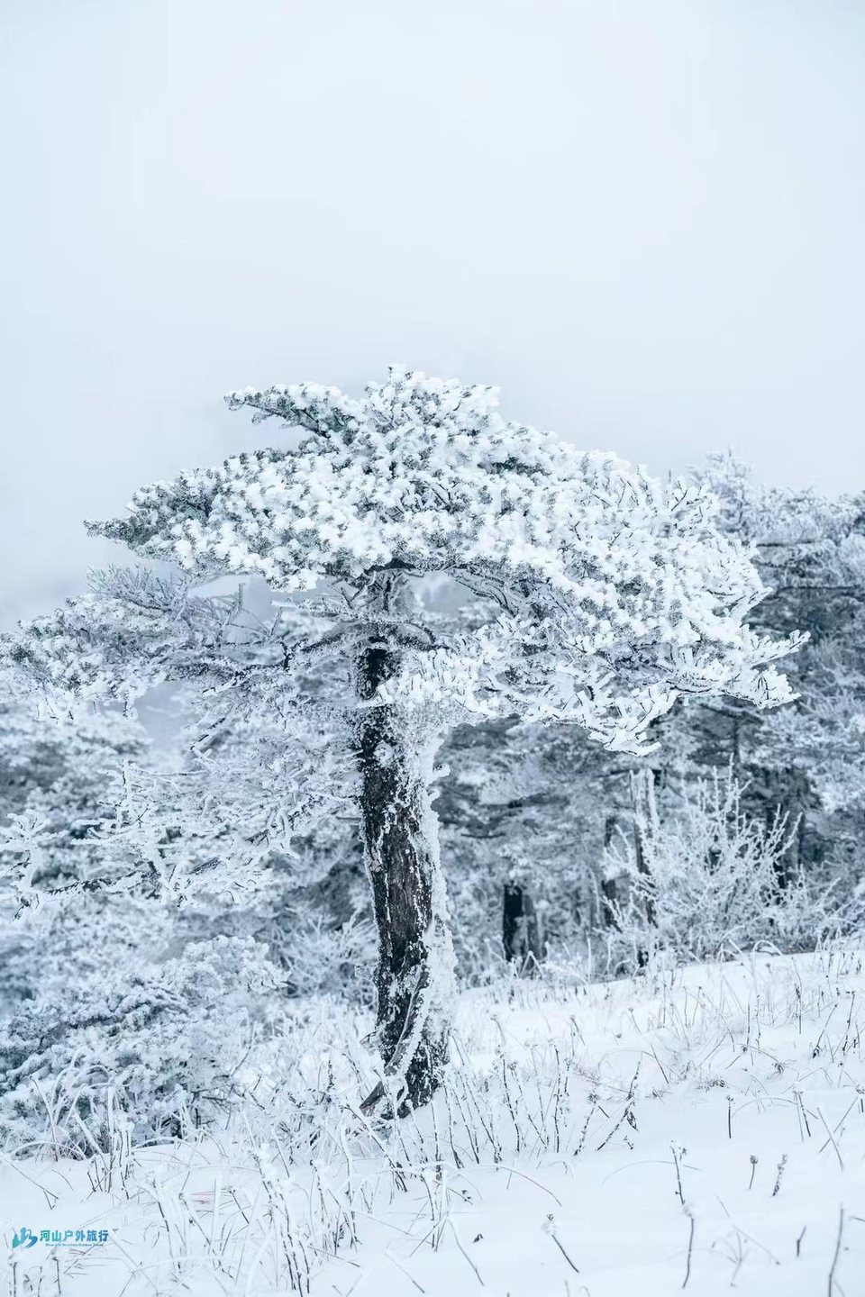 mmexport1731921452321