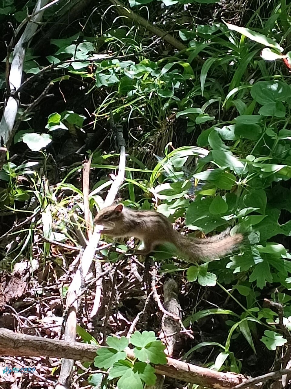 mmexport1711265539780