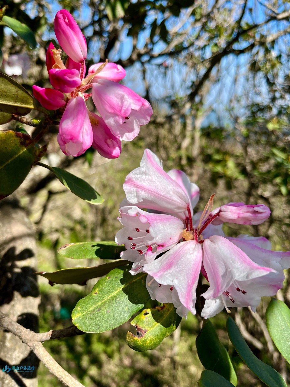 mmexport1714361449470