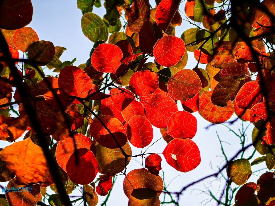 mmexport1730295432630