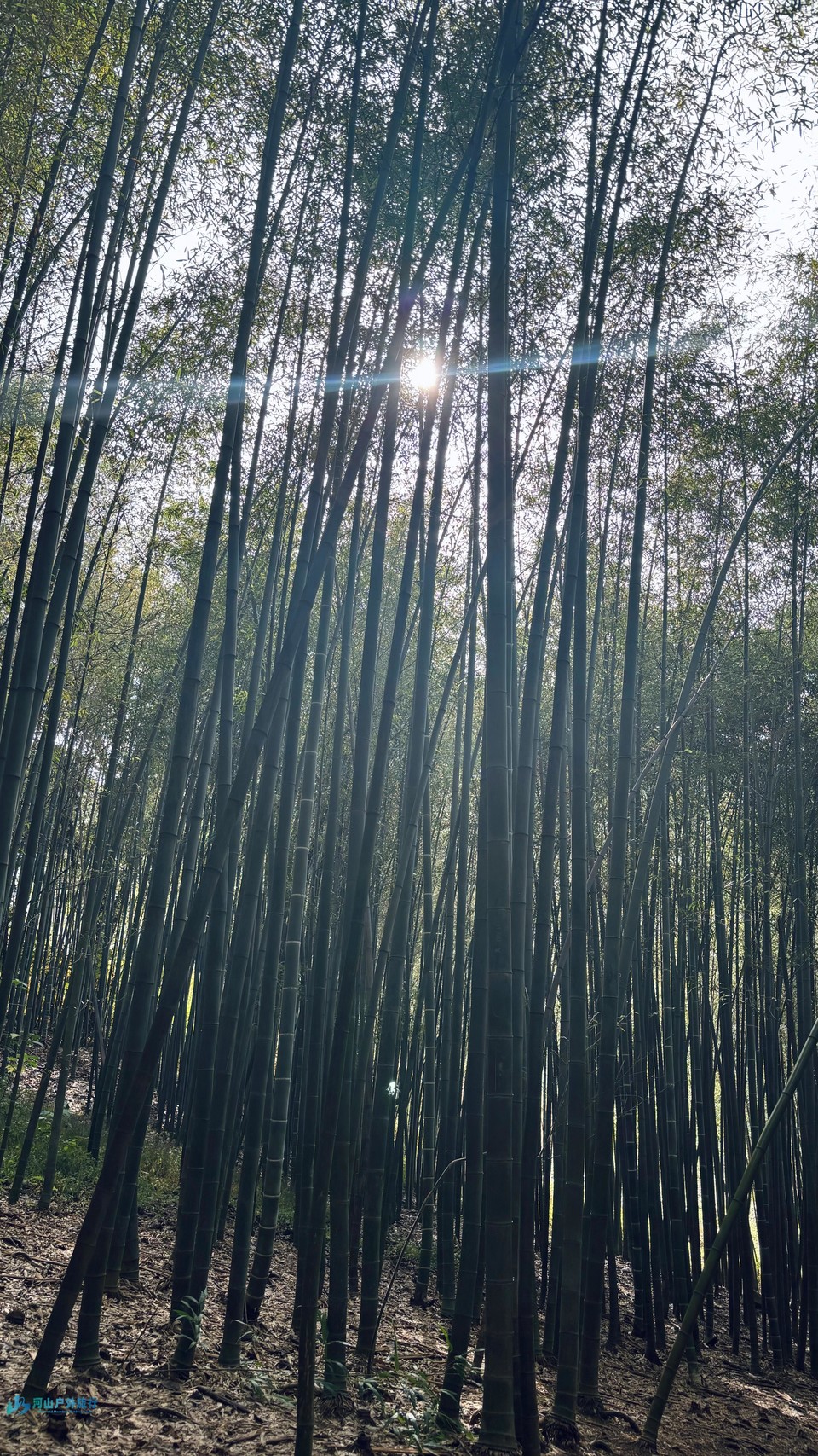 mmexport1733615752023