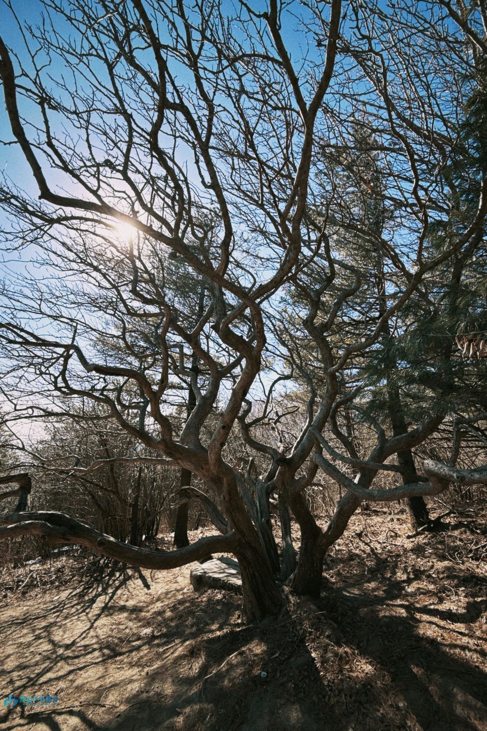 mmexport1736694539235