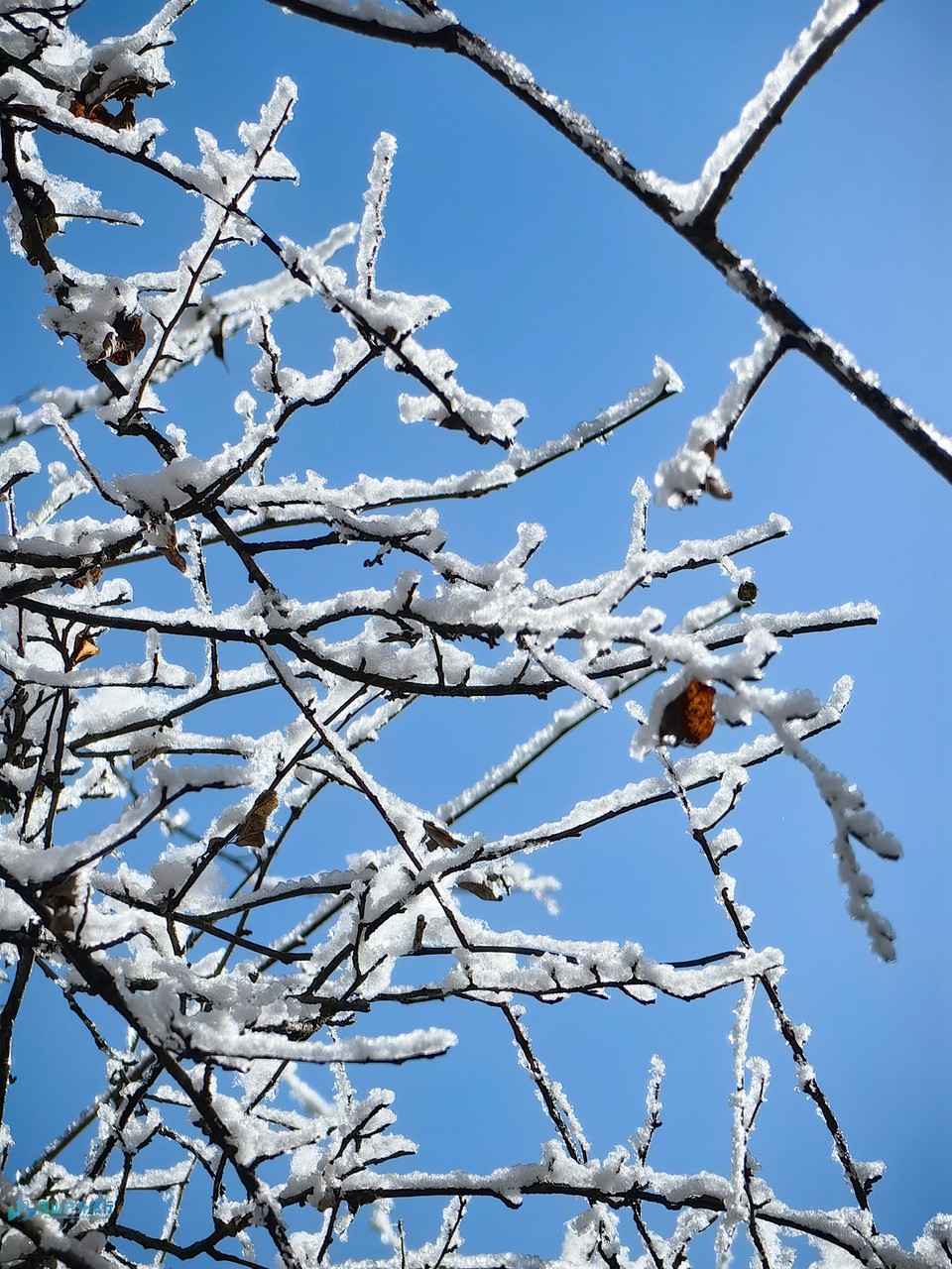 mmexport1740495427384