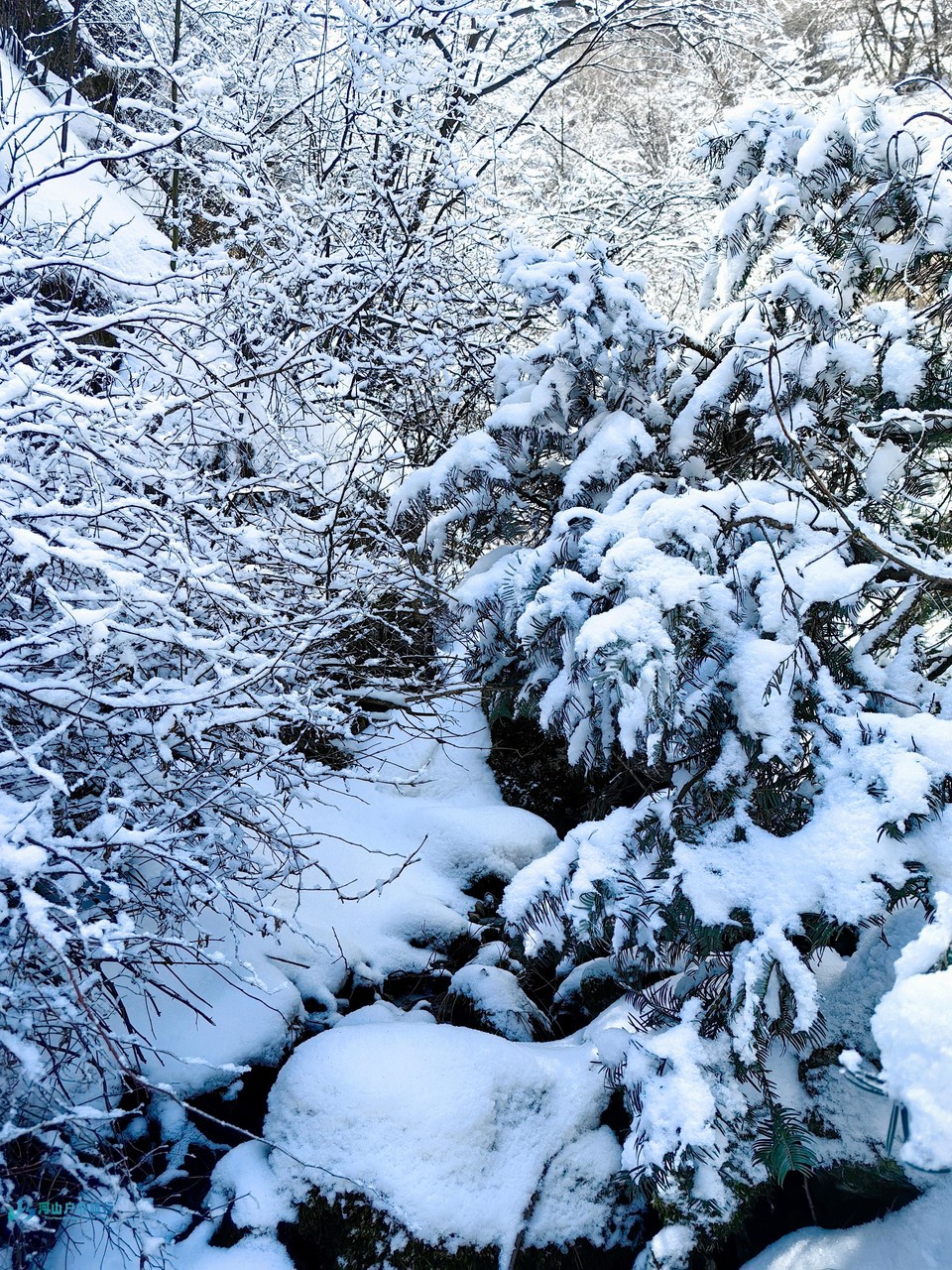 mmexport1740495443389