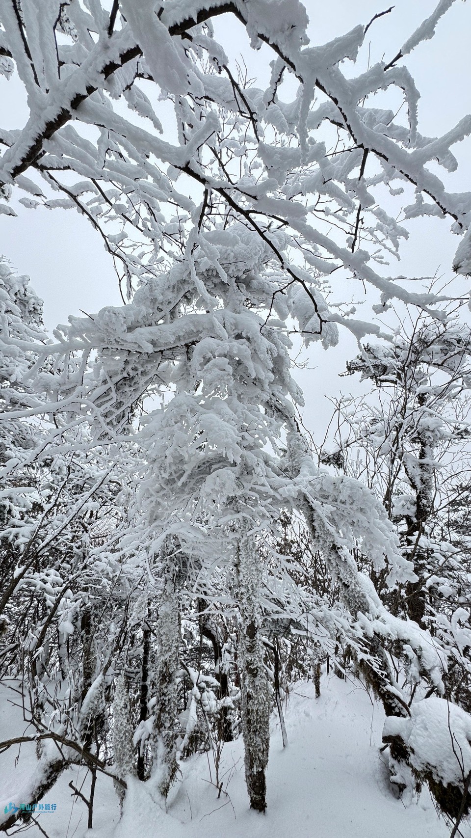 mmexport1741498580487