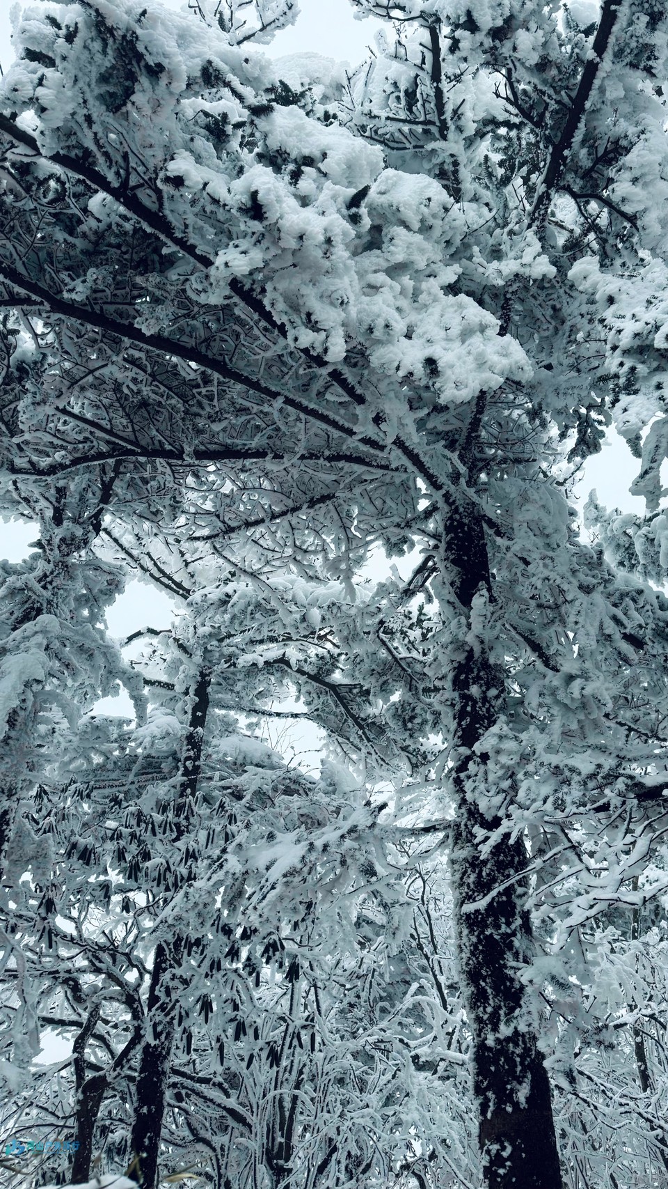 mmexport1741498677646