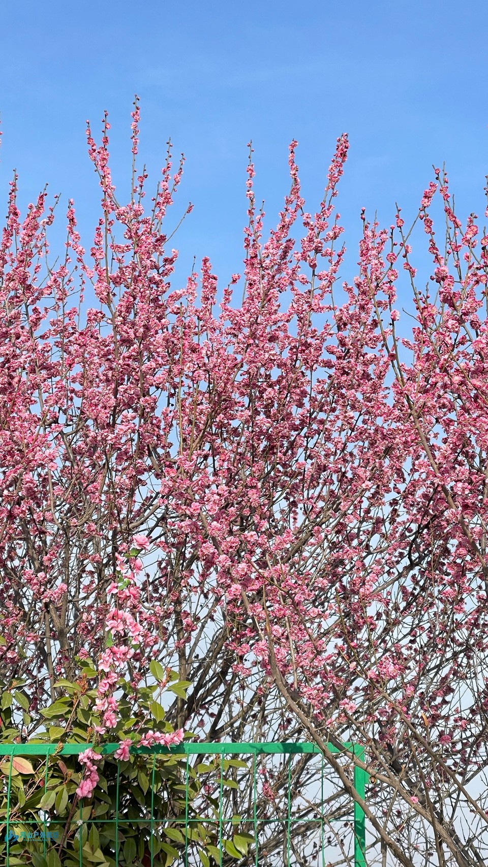 mmexport1742131143199